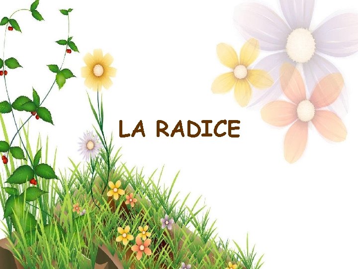 LA RADICE 