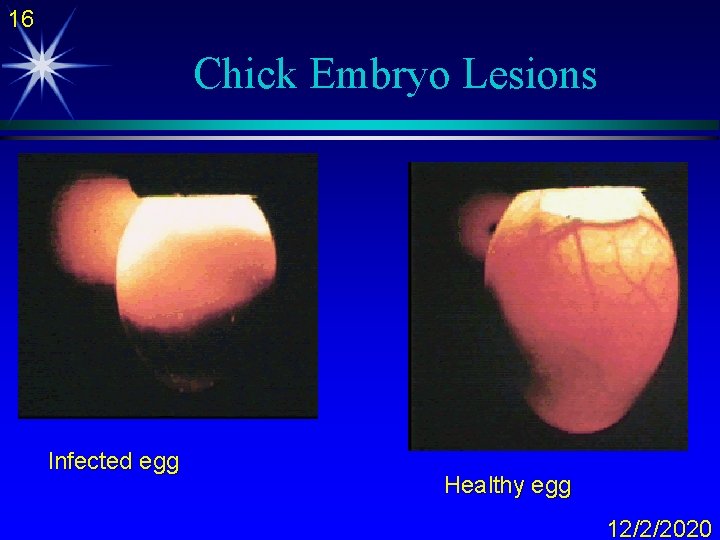 16 Chick Embryo Lesions Infected egg Healthy egg 12/2/2020 