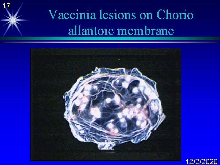 17 Vaccinia lesions on Chorio allantoic membrane 12/2/2020 