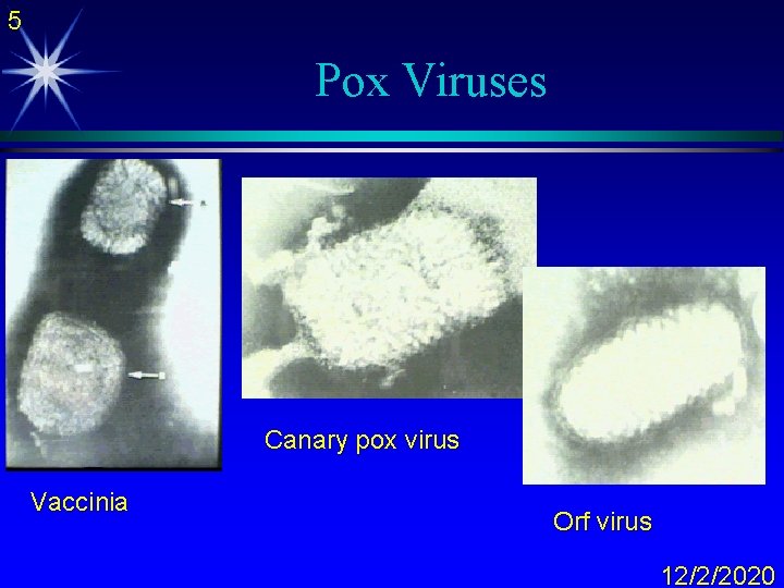 5 Pox Viruses Canary pox virus Vaccinia Orf virus 12/2/2020 