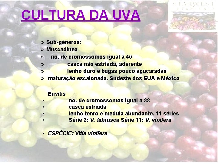 CULTURA DA UVA » Sub-gêneros: » Muscadínea » no. de cromossomos igual a 40