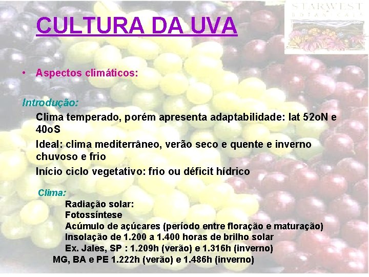 CULTURA DA UVA • Aspectos climáticos: Introdução: Clima temperado, porém apresenta adaptabilidade: lat 52