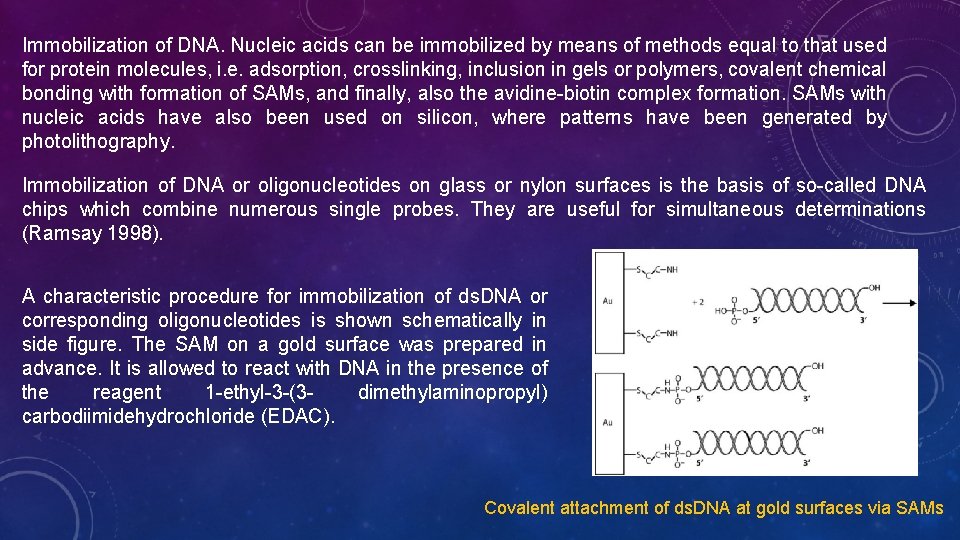 Immobilization of DNA. Nucleic acids can be immobilized by means of methods equal to