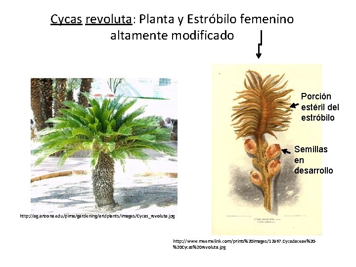 Cycas revoluta: Planta y Estróbilo femenino altamente modificado Porción estéril del estróbilo Semillas en