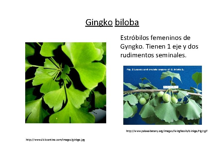 Gingko biloba Estróbilos femeninos de Gyngko. Tienen 1 eje y dos rudimentos seminales. http: