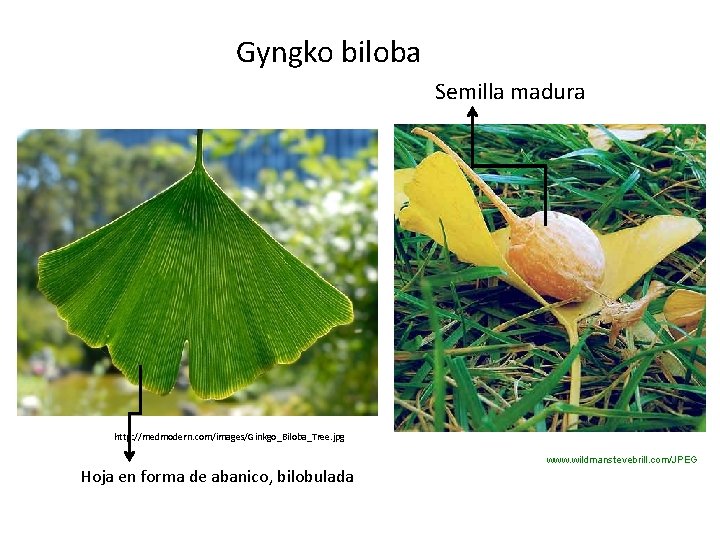 Gyngko biloba Semilla madura http: //medmodern. com/images/Ginkgo_Biloba_Tree. jpg Hoja en forma de abanico, bilobulada