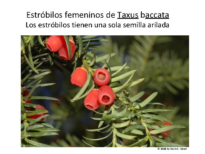 Estróbilos femeninos de Taxus baccata Los estróbilos tienen una sola semilla arilada © 2008