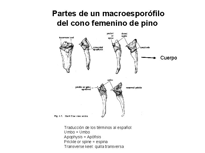 Partes de un macroesporófilo del cono femenino de pino Cuerpo Traducción de los términos