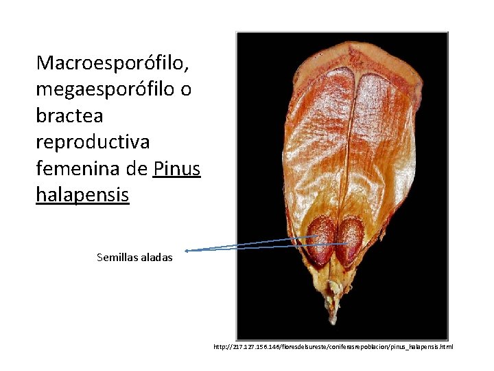 Macroesporófilo, megaesporófilo o bractea reproductiva femenina de Pinus halapensis Semillas aladas http: //217. 127.