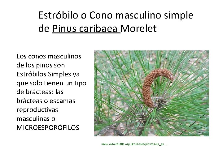 Estróbilo o Cono masculino simple de Pinus caribaea Morelet Los conos masculinos de los