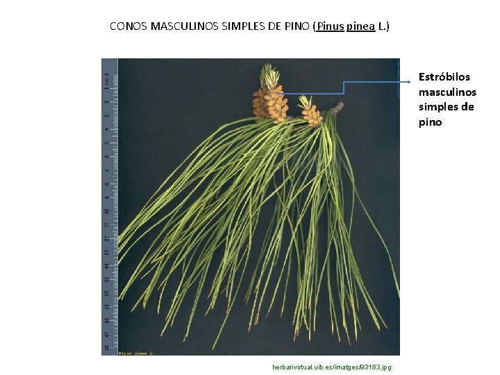 CONOS MASCULINOS SIMPLES DE PINO (Pinus pinea L. ) Estróbilos masculinos simples de pino