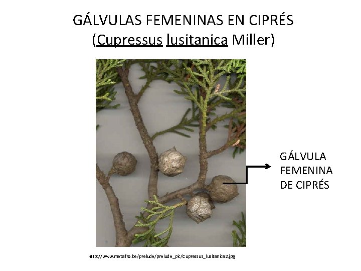 GÁLVULAS FEMENINAS EN CIPRÉS (Cupressus lusitanica Miller) GÁLVULA FEMENINA DE CIPRÉS http: //www. metafro.