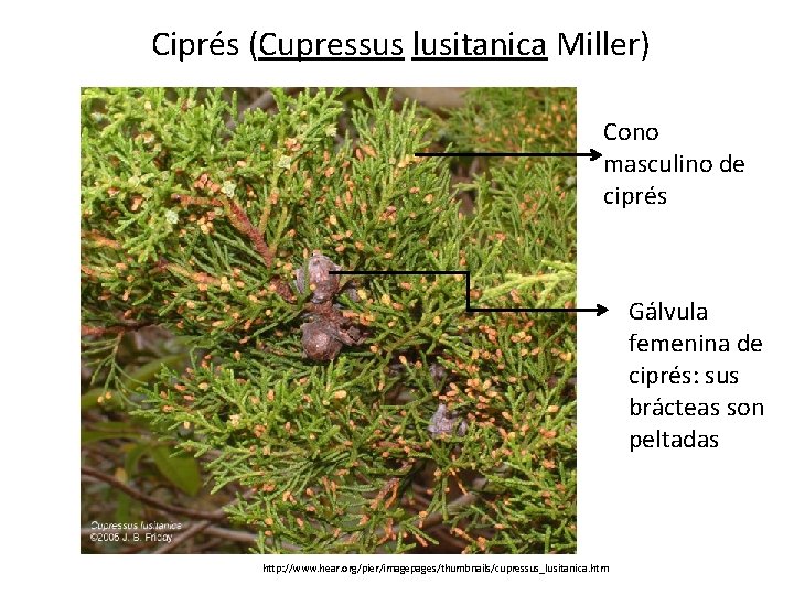 Ciprés (Cupressus lusitanica Miller) Cono masculino de ciprés Gálvula femenina de ciprés: sus brácteas