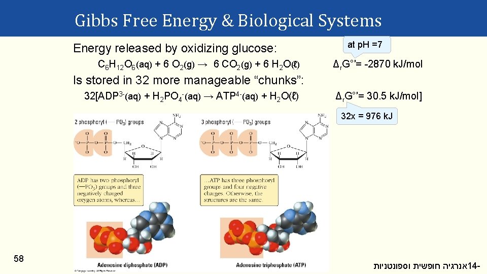 Gibbs Free Energy & Biological Systems Energy released by oxidizing glucose: C 6 H