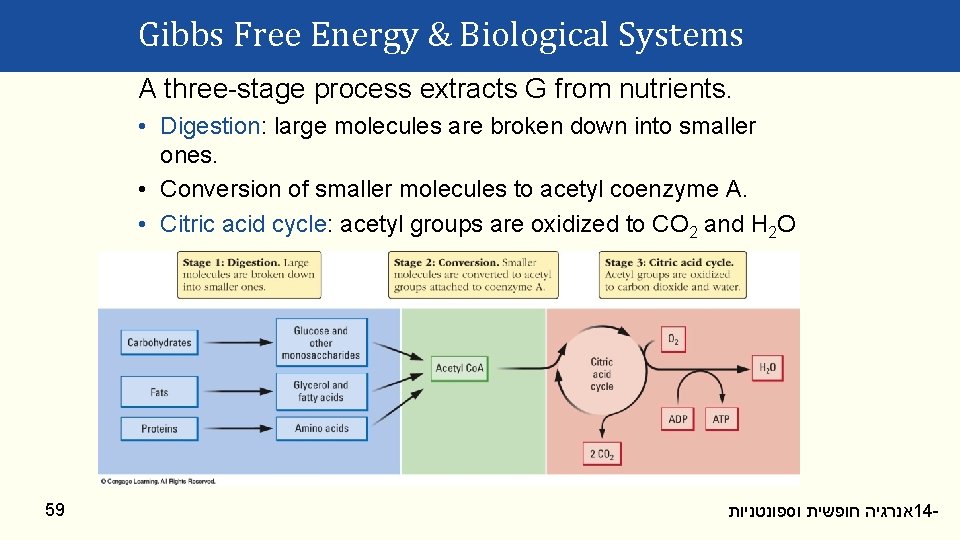 Gibbs Free Energy & Biological Systems A three-stage process extracts G from nutrients. •