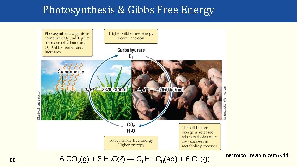Photosynthesis & Gibbs Free Energy 60 6 CO 2(g) + 6 H 2 O(ℓ)