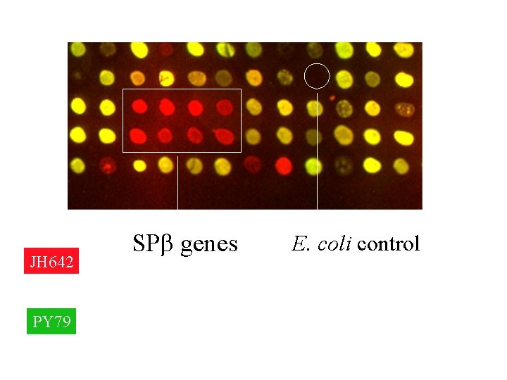 JH 642 PY 79 SPb genes E. coli control 