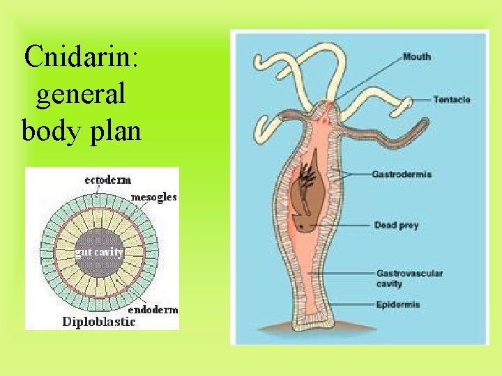 Cnidarin: general body plan 