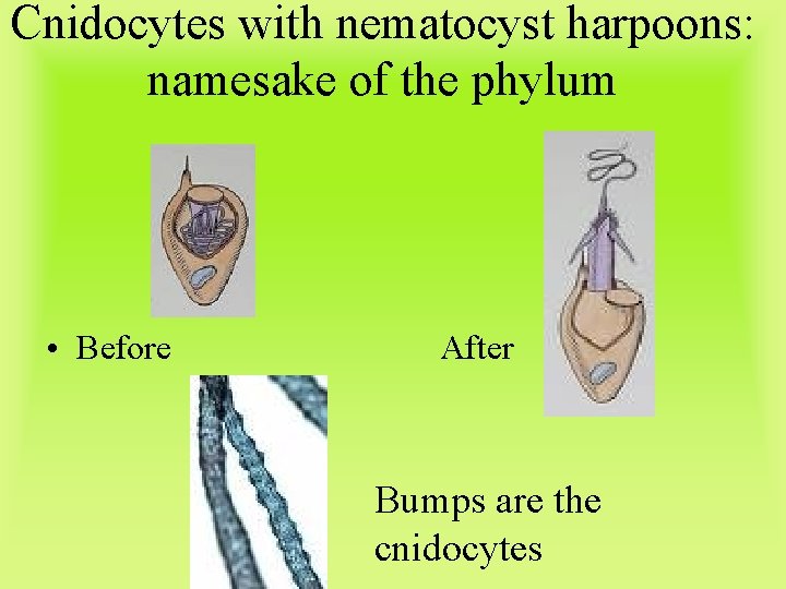 Cnidocytes with nematocyst harpoons: namesake of the phylum • Before After Bumps are the