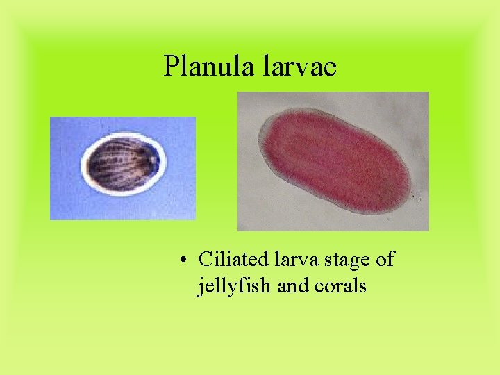 Planula larvae • Ciliated larva stage of jellyfish and corals 