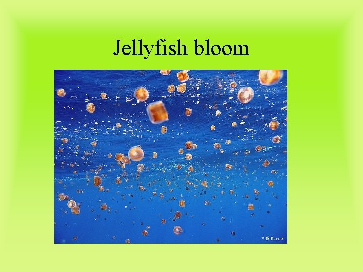 Jellyfish bloom 