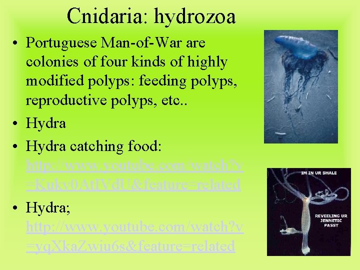 Cnidaria: hydrozoa • Portuguese Man-of-War are colonies of four kinds of highly modified polyps: