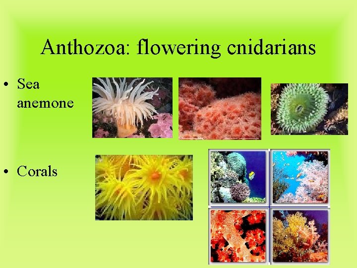 Anthozoa: flowering cnidarians • Sea anemone • Corals 