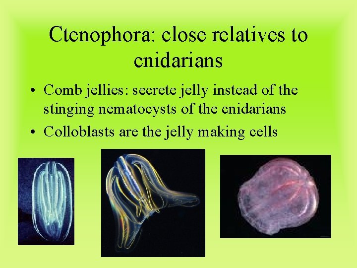 Ctenophora: close relatives to cnidarians • Comb jellies: secrete jelly instead of the stinging