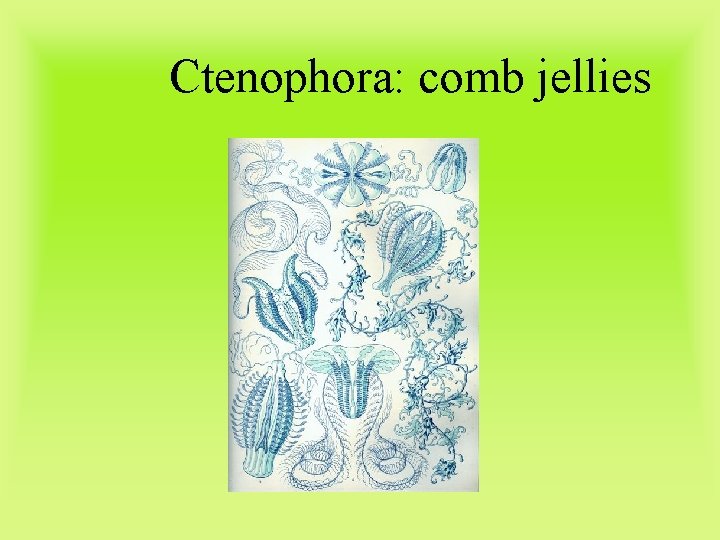 Ctenophora: comb jellies 