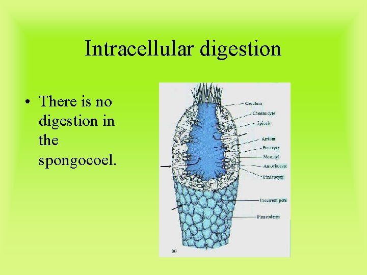 Intracellular digestion • There is no digestion in the spongocoel. 