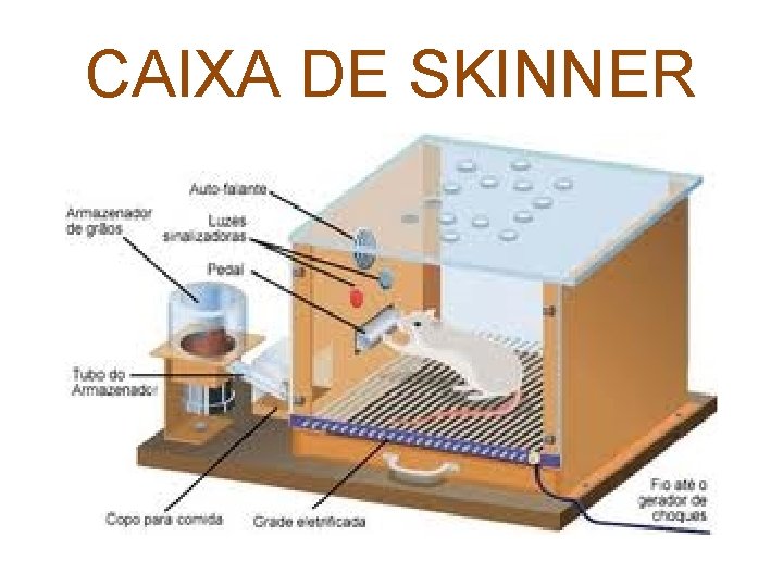 CAIXA DE SKINNER 