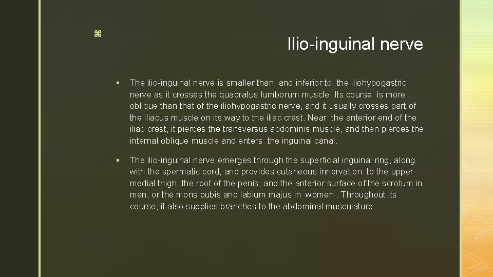 z Ilio-inguinal nerve § The ilio-inguinal nerve is smaller than, and inferior to, the