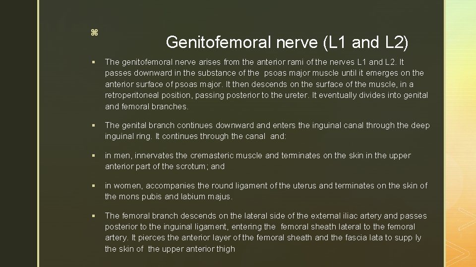 z Genitofemoral nerve (L 1 and L 2) § The genitofemoral nerve arises from