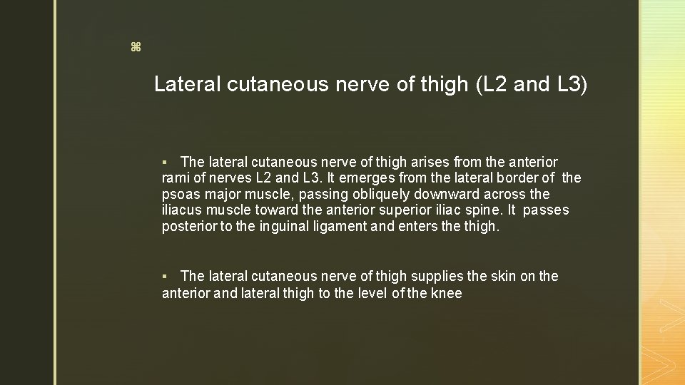 z Lateral cutaneous nerve of thigh (L 2 and L 3) The lateral cutaneous