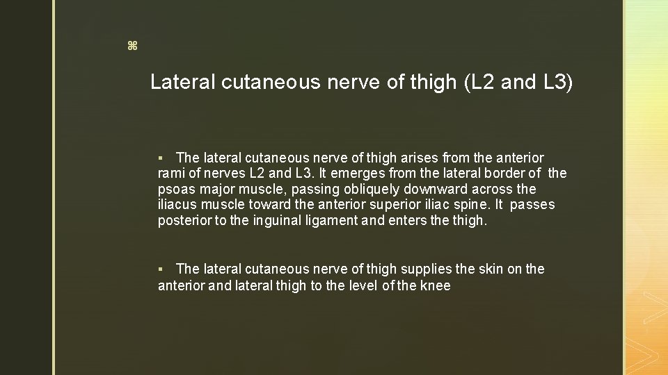 z Lateral cutaneous nerve of thigh (L 2 and L 3) The lateral cutaneous z Lateral cutaneous nerve of thigh (L 2 and L 3) The lateral cutaneous