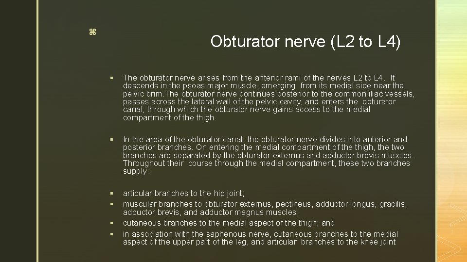 z Obturator nerve (L 2 to L 4) § The obturator nerve arises from