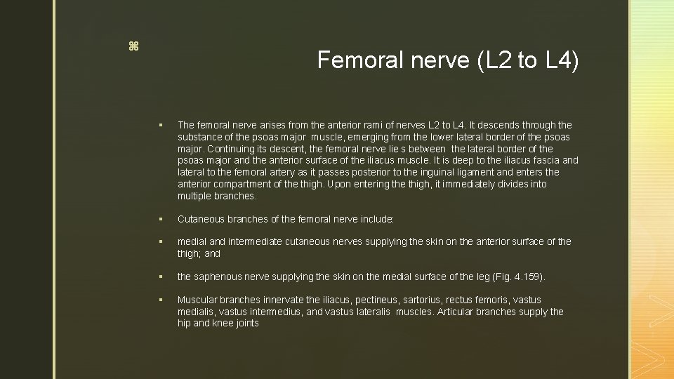 z Femoral nerve (L 2 to L 4) § The femoral nerve arises from z Femoral nerve (L 2 to L 4) § The femoral nerve arises from