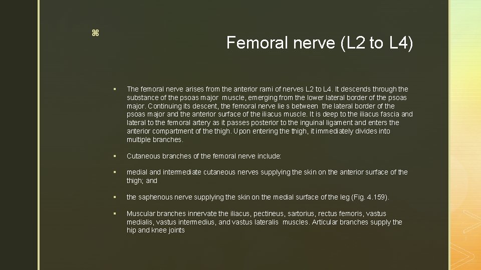 z Femoral nerve (L 2 to L 4) § The femoral nerve arises from