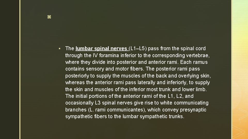 z § The lumbar spinal nerves (L 1–L 5) pass from the spinal cord