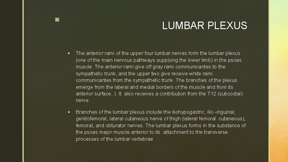 z LUMBAR PLEXUS § The anterior rami of the upper four lumbar nerves form z LUMBAR PLEXUS § The anterior rami of the upper four lumbar nerves form