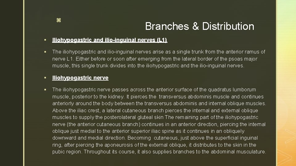 z Branches & Distribution § Iliohypogastric and ilio-inguinal nerves (L 1) § The iliohypogastric