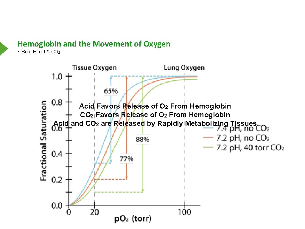 Hemoglobin and the Movement of Oxygen • Bohr Effect & CO 2 Acid Favors