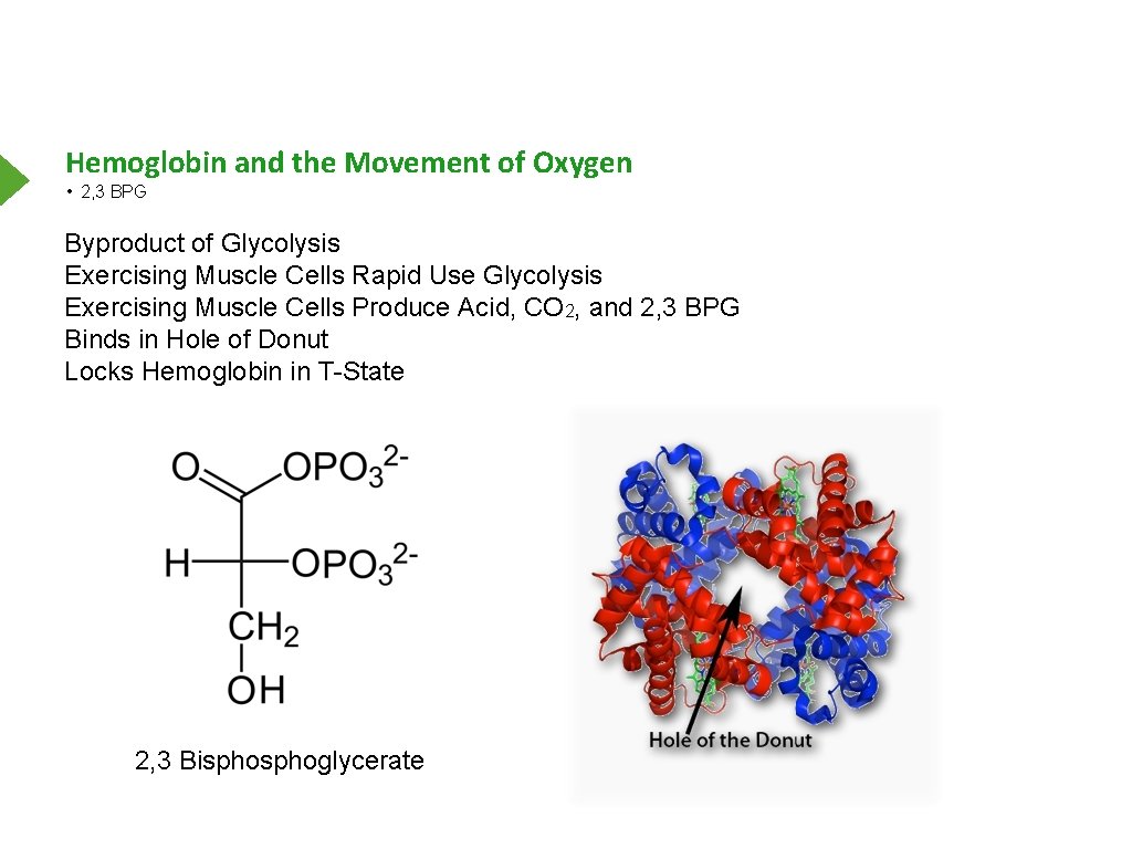 Hemoglobin and the Movement of Oxygen • 2, 3 BPG Byproduct of Glycolysis Exercising