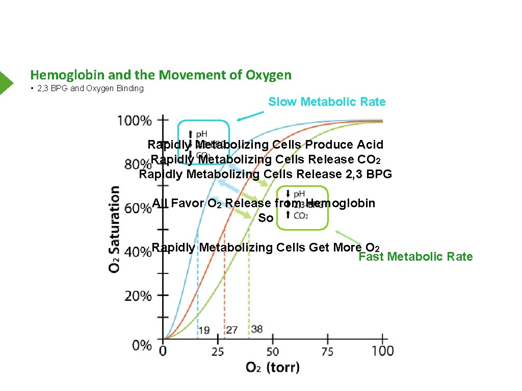 Hemoglobin and the Movement of Oxygen • 2, 3 BPG and Oxygen Binding Slow