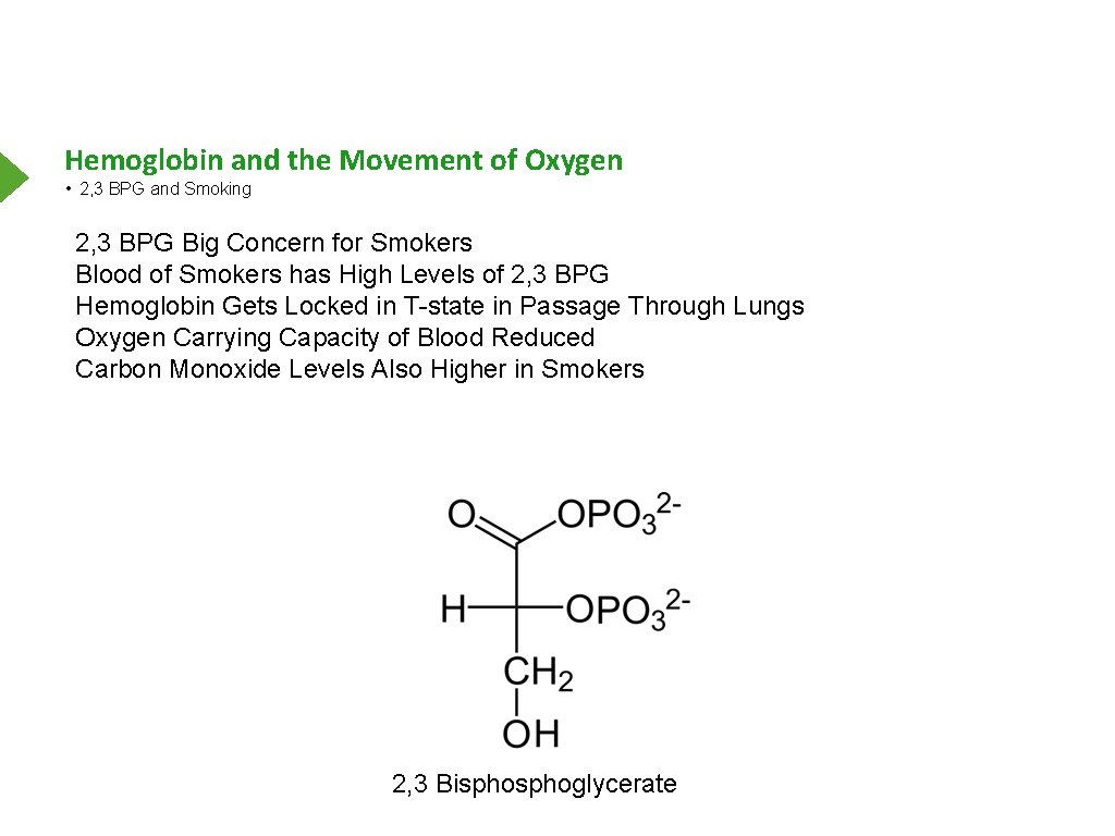 Hemoglobin and the Movement of Oxygen • 2, 3 BPG and Smoking 2, 3
