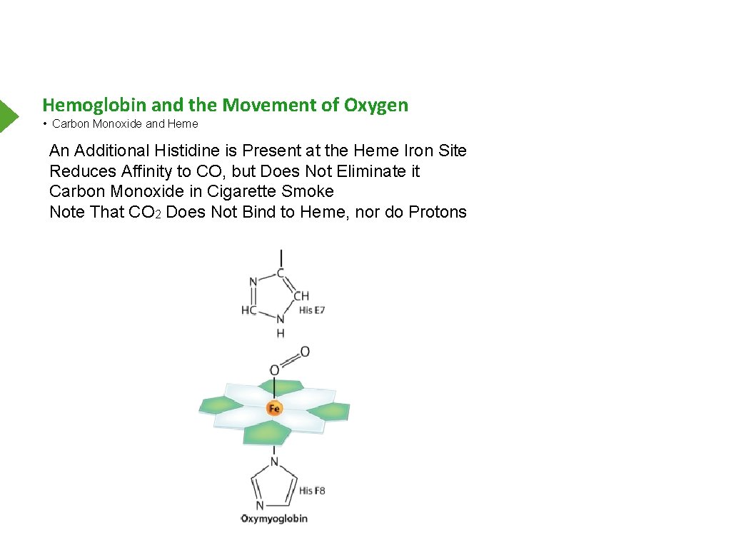 Hemoglobin and the Movement of Oxygen • Carbon Monoxide and Heme An Additional Histidine