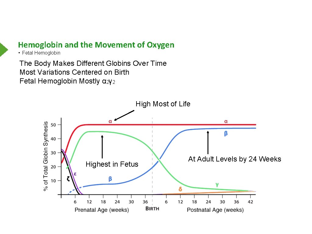 Hemoglobin and the Movement of Oxygen • Fetal Hemoglobin The Body Makes Different Globins