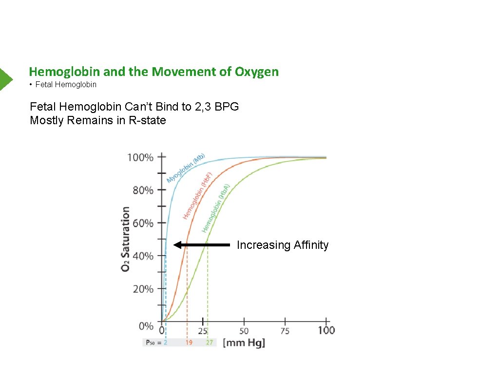 Hemoglobin and the Movement of Oxygen • Fetal Hemoglobin Can’t Bind to 2, 3