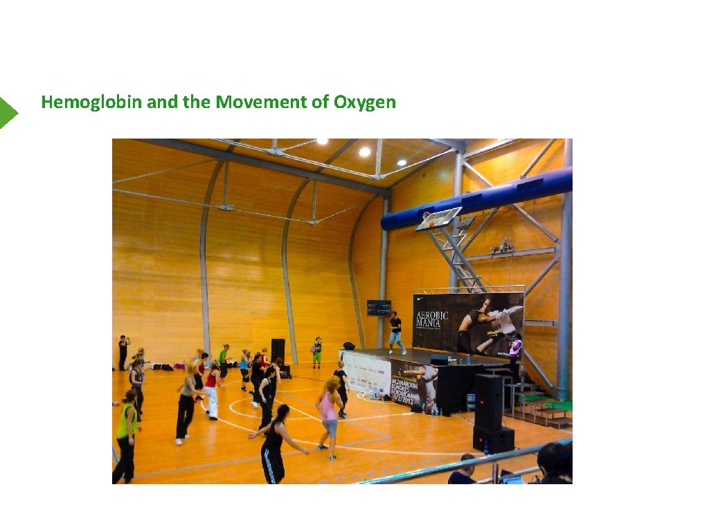 Hemoglobin and the Movement of Oxygen 