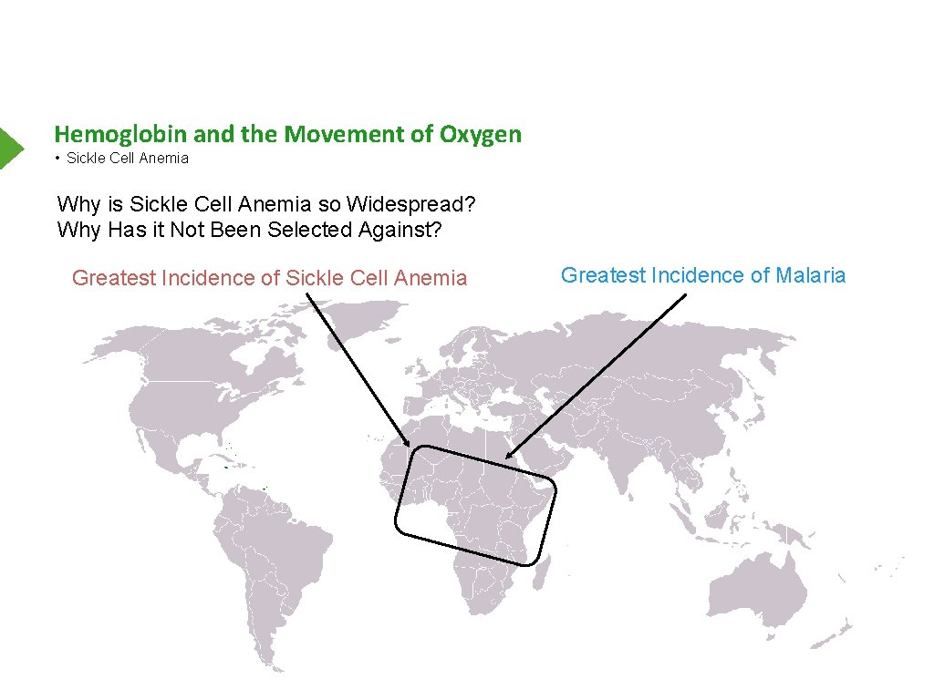 Hemoglobin and the Movement of Oxygen • Sickle Cell Anemia Why is Sickle Cell